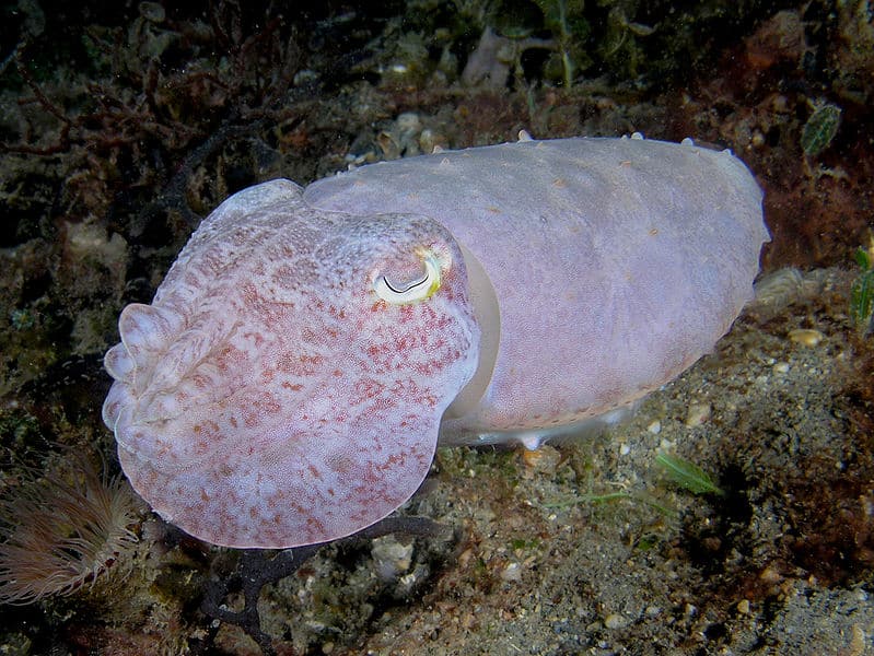 cuttlefish