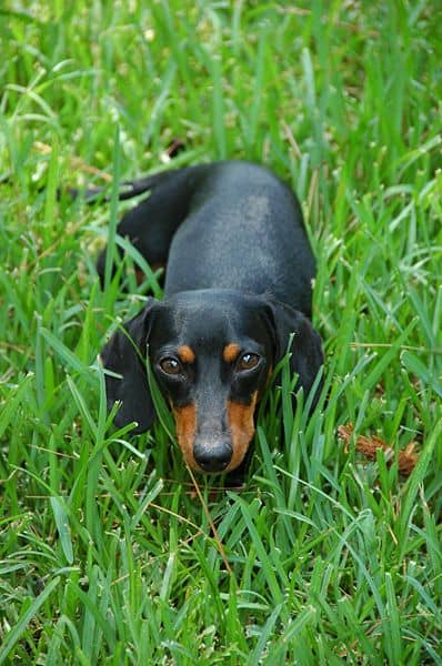 A black-and-tan smooth-haired Dachshund.