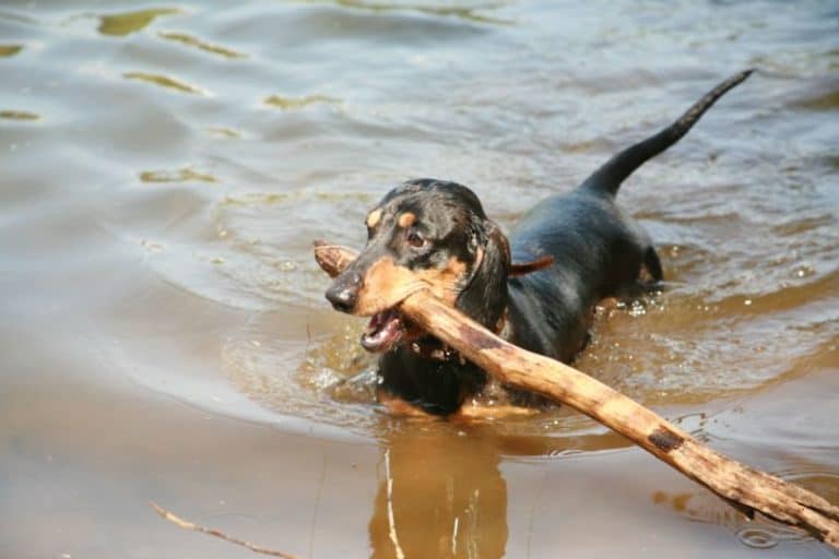 A swimming dachsund with a stick
