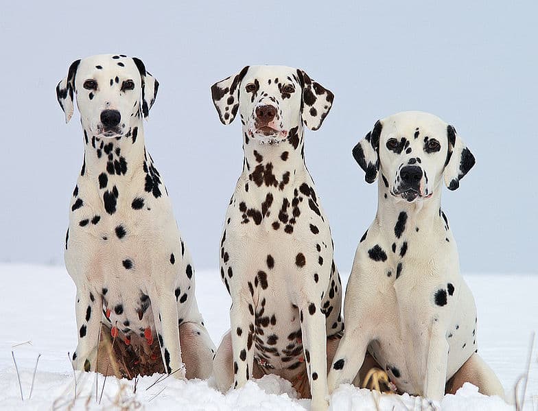 Three Dalmations sitting in a row