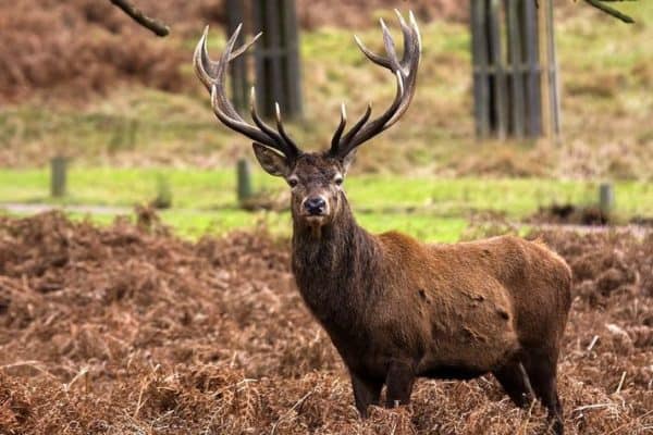 A male red deer is called a stag