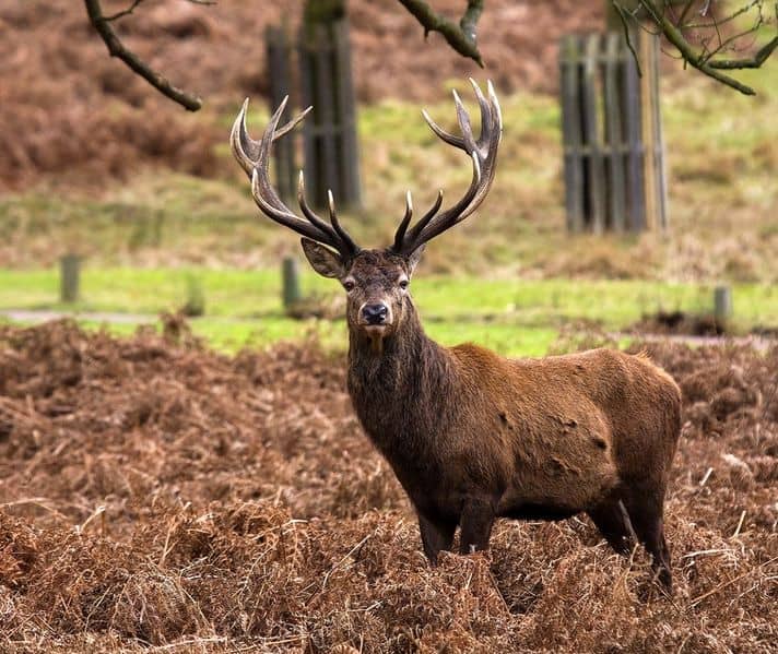 Red Deer stag at Richmond Park