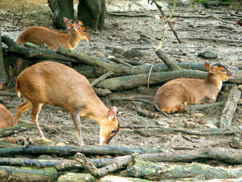 Formosan Reeves muntjac (endemic animals of Taiwan)