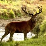 The red deer is one of the largest species of deer in the world