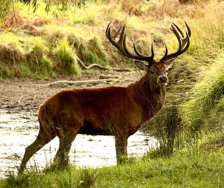 Red Deer next to river