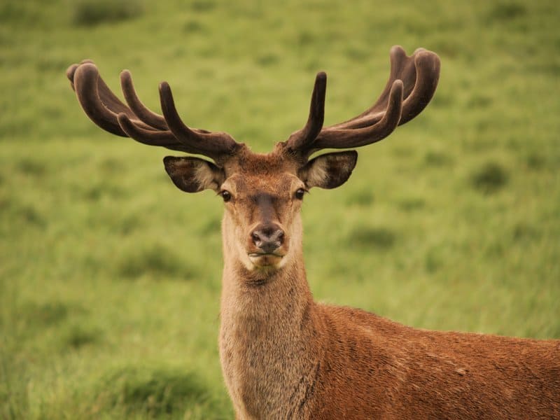 A male red deer (Cervus elaphus) in Munich, Bavaria, Germany.