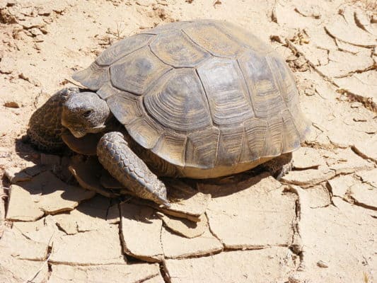 Desert Tortoise - A-Z Animals