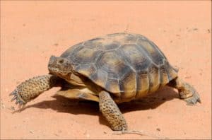 10 Incredible Desert Tortoise Facts Picture
