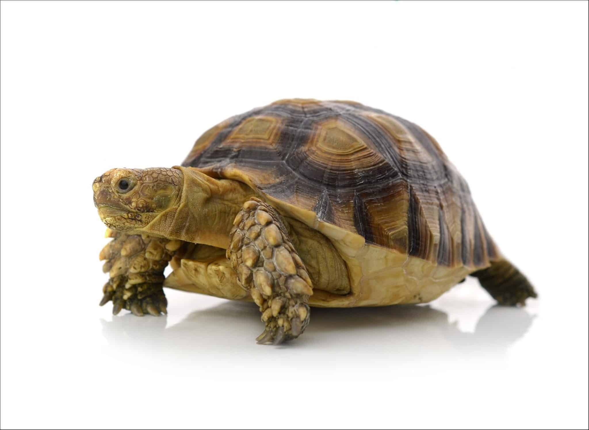 10 Incredible Desert Tortoise Facts - A-Z Animals