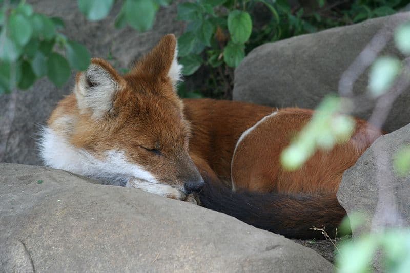 A Dhole sleeping at the Toronto Zoo