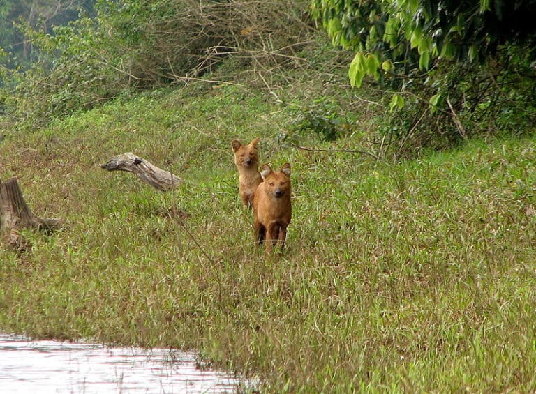 Dholes in the Periyar National Park, Kerala, India