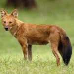 Dhole