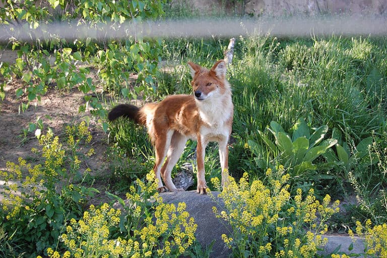 A Dhole (also known as the Asiatic Wild Dog, Indian Wild Dog or Red Dog) at Toronto Zoo