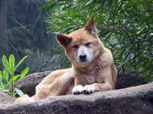 Dingo at Perth Zoo, taken in September 2005