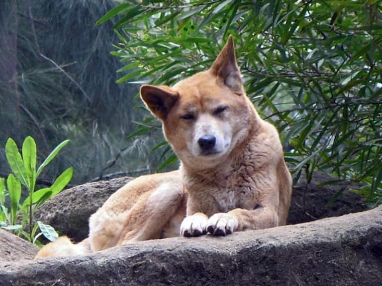 Dingo at Perth Zoo