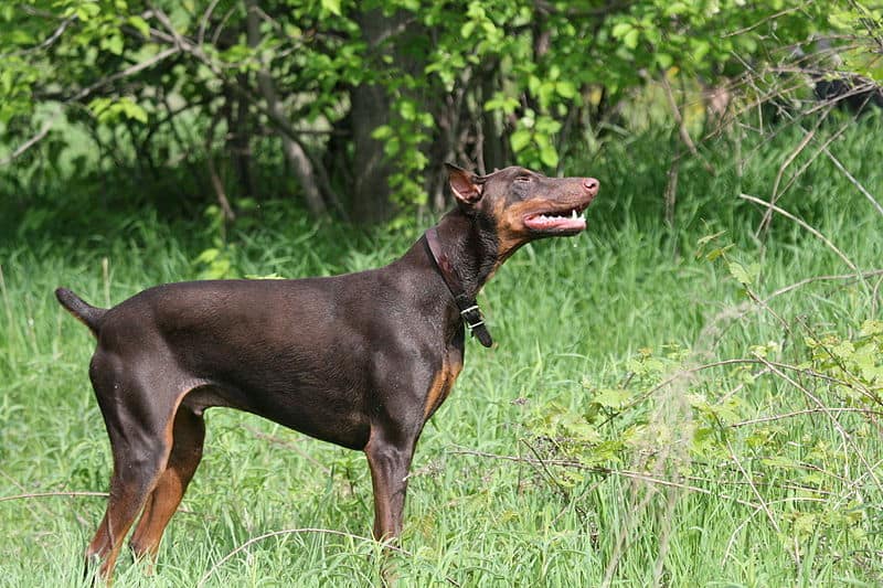 how much does a full grown doberman weight