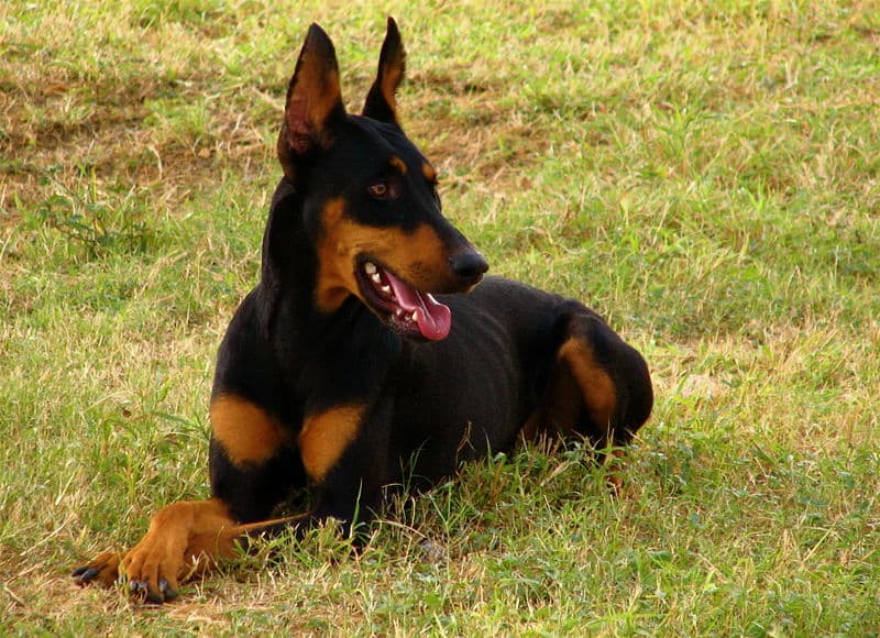 A female Doberman Pinscher laying down in the grass