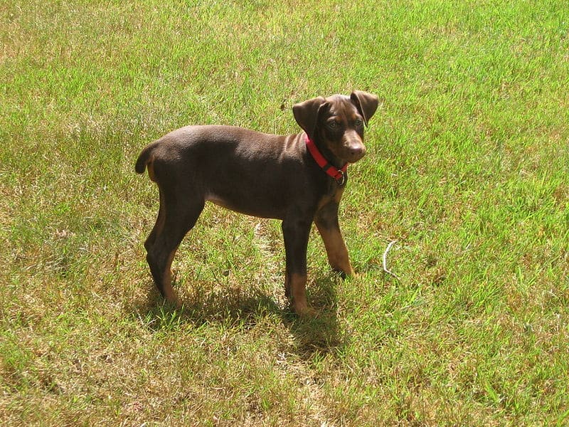 Red Doberman puppies, like other large-breed dogs, reach sexual maturity by around 6 to 9 months.