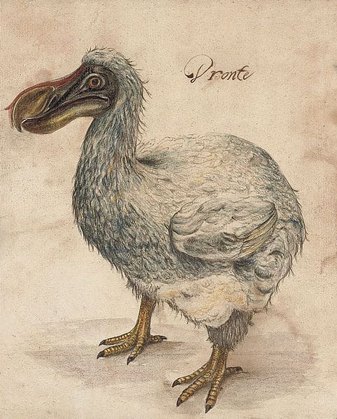 When Did Dodo Birds Go Extinct? - AZ Animals