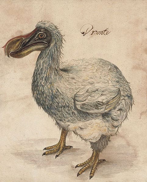 Dodo, Birds Wiki