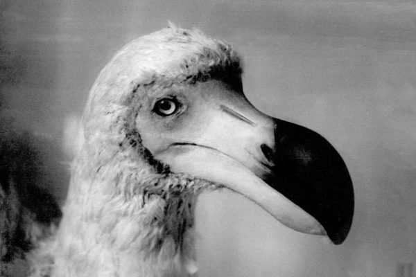 An artist's picture of a Dodo.
