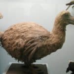A model of a Dodo.