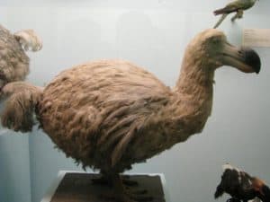 Discover the 3 Reasons Why the Dodo Bird Went Extinct Picture