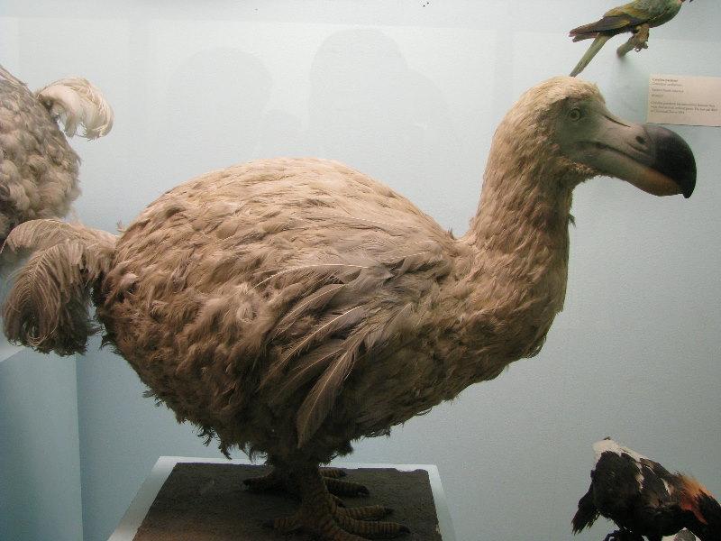 The dodo bird and factors for its extinction