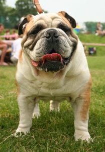 English Bulldog during dog's show in Racibórz,Poland