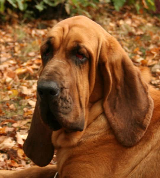 Headshot of a bloodhound lying down on fallen leaves