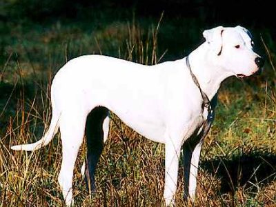 A Dogo Argentino