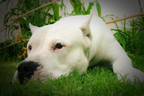 A close-up of a Dogo Argentino.