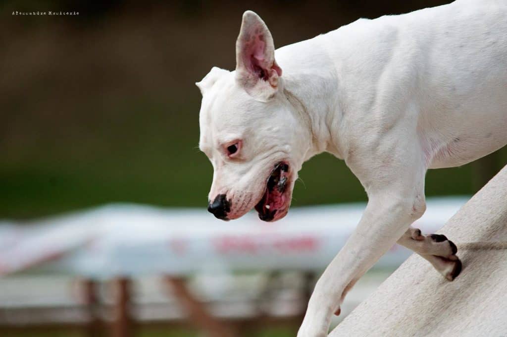 A Dogo Argentino called, Pablo.