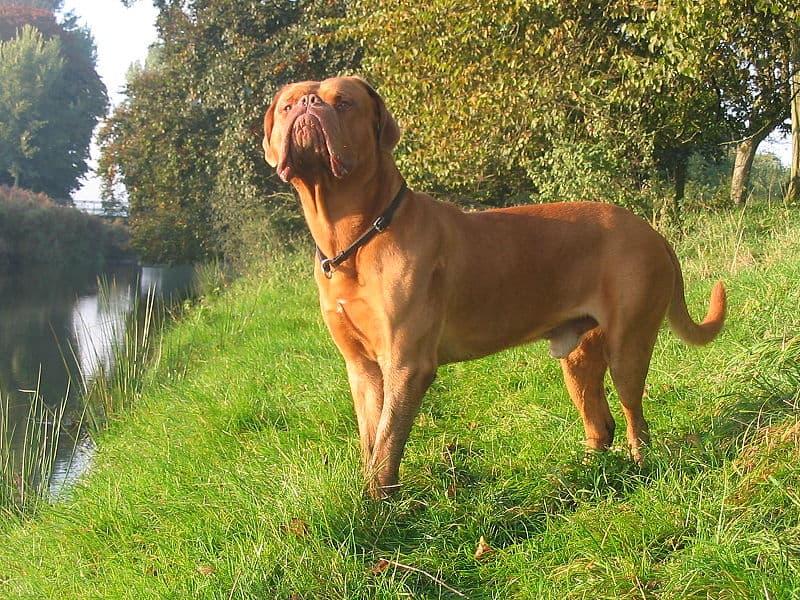 Dogue De Bordeaux Standing in a Field