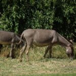 African Donkey, Equus asinus, picture taken in Tanzania