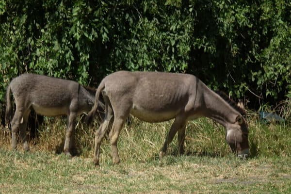 African Donkey, Equus asinus, picture taken in Tanzania