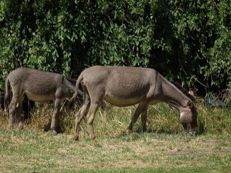 African Donkey, Equus asinus, picture taken in Tanzania