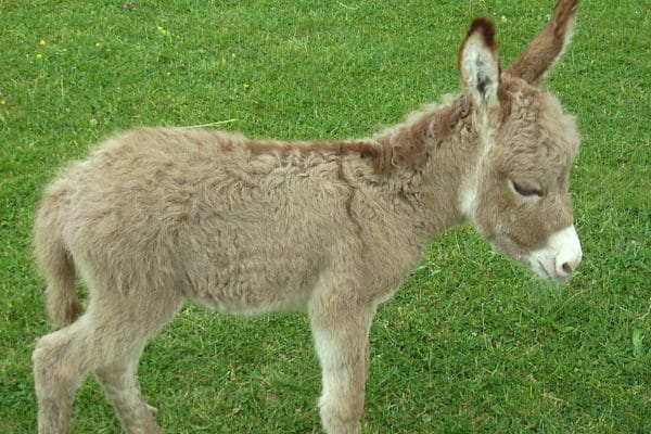Donkey foal in grassland