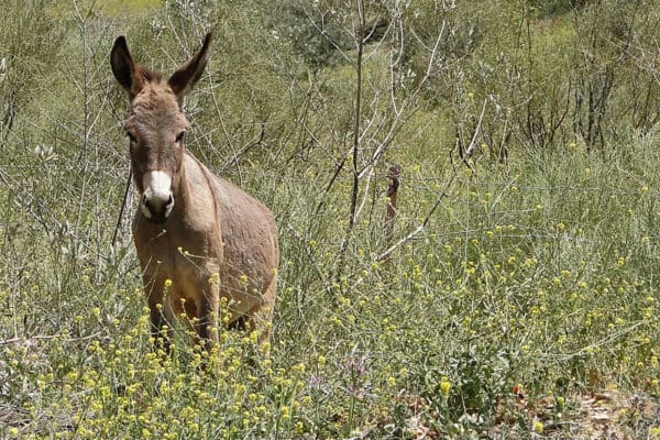 A donkey in Dana Biosphere Reserve, Jordan