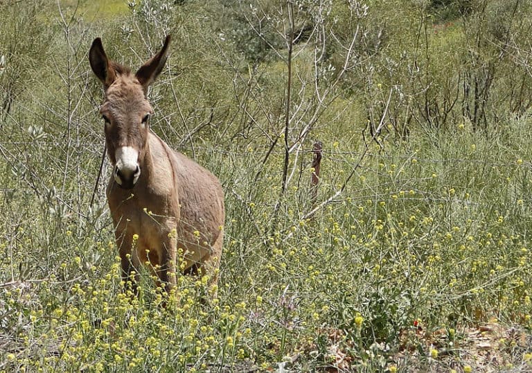 A donkey in Dana Biosphere Reserve, Jordan