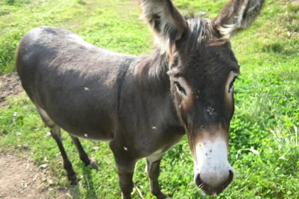 Donkey in grassland