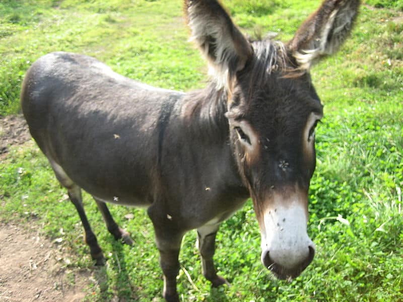 Donkey in grassland