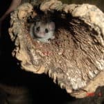 Edible dormouse