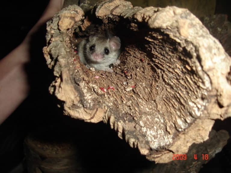 Dormouse in a log