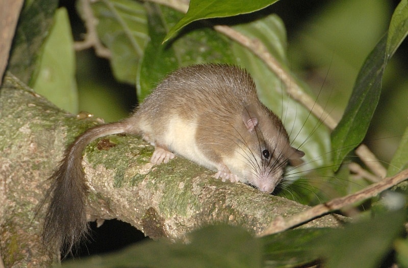 Dormouse with a fluffy, squirrel-like tail perched in a tree