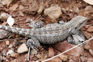 Bearded dragon (Pogona barbata) - friendliest reptile