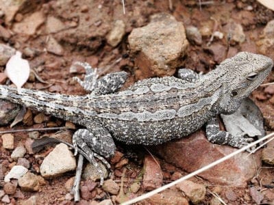 A Bearded Dragon