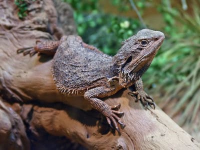 Bearded Dragon Animal Facts | Pogona Vitticeps | AZ Animals