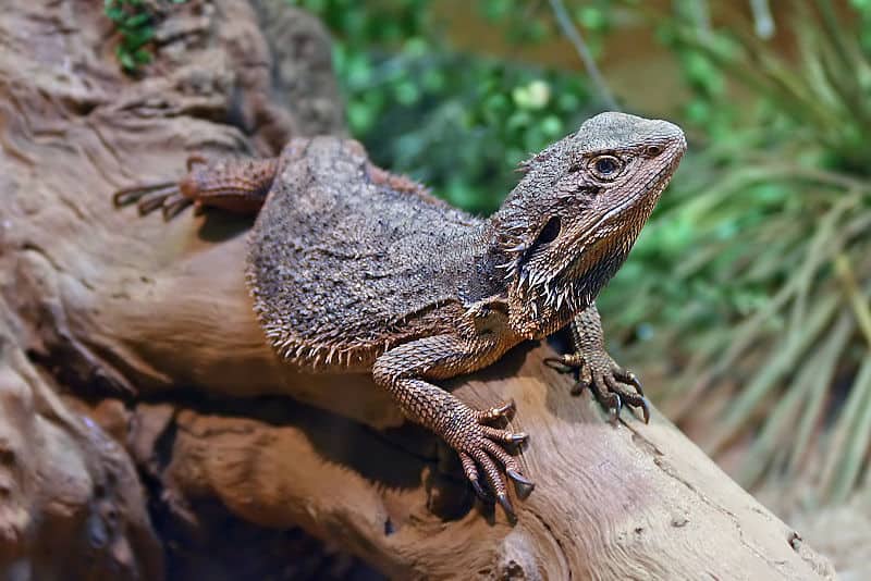 pet bearded dragon