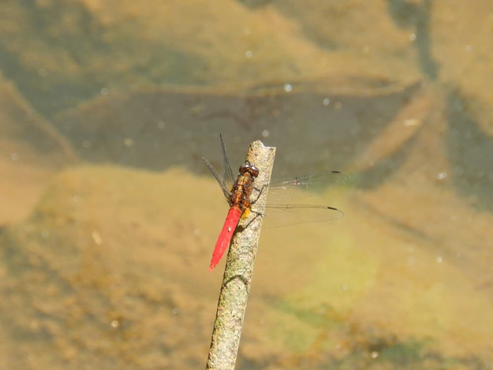 Dragonfly landing on a stick 